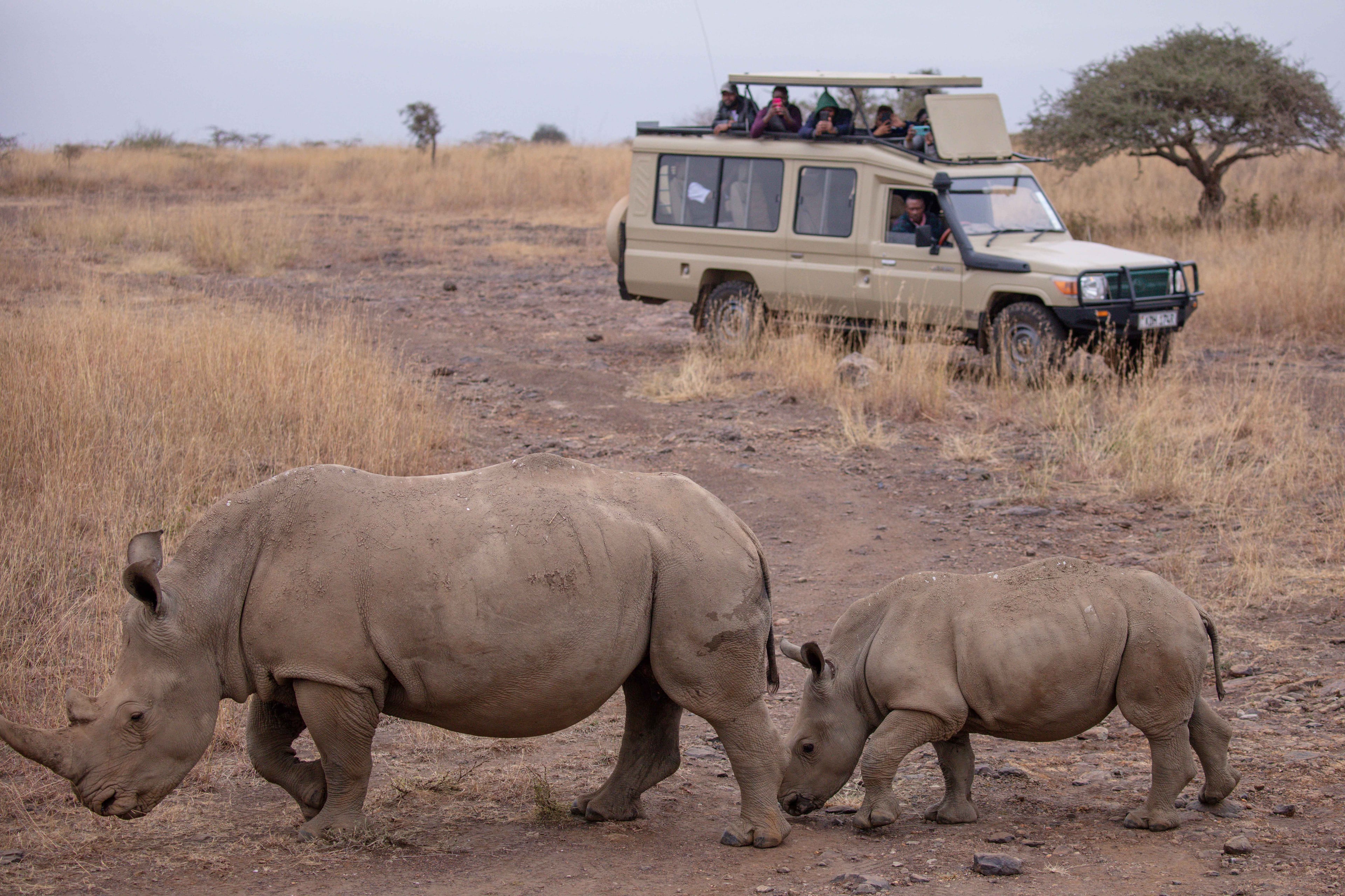 Safaris